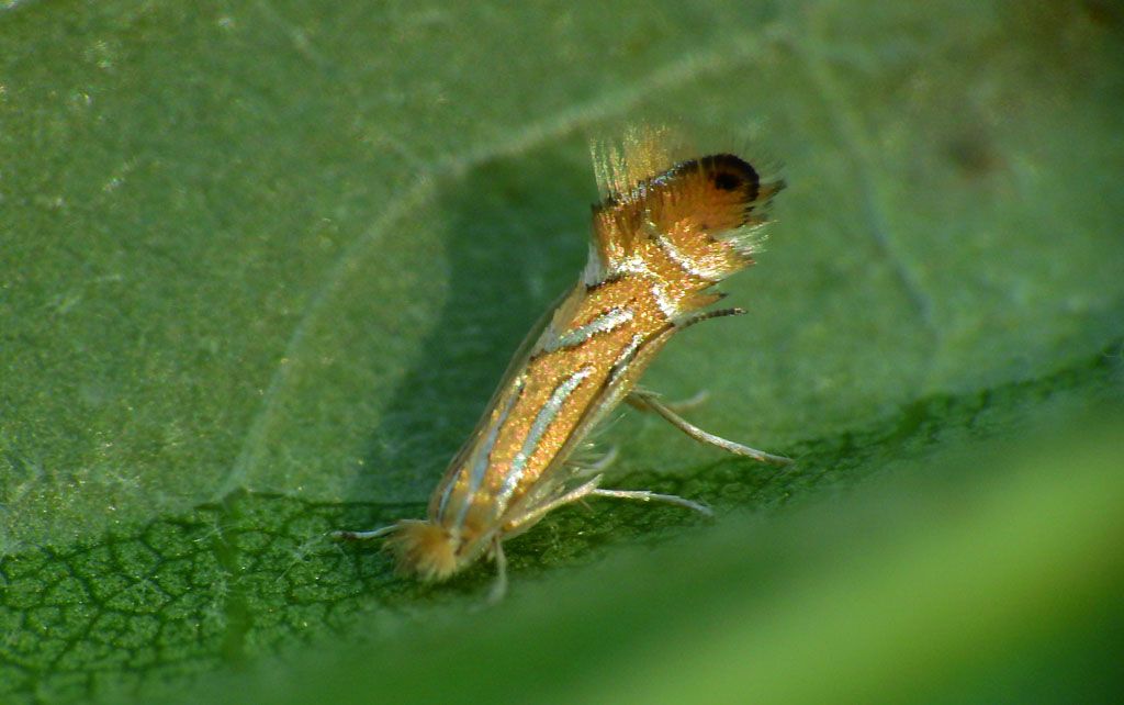 Phyllonorycter platani